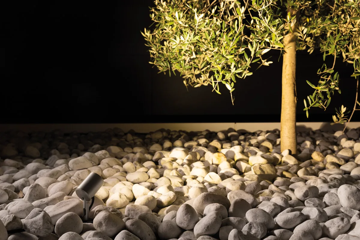 Projecteur Lombardo Ago Garden éclairant un olivier de nuit